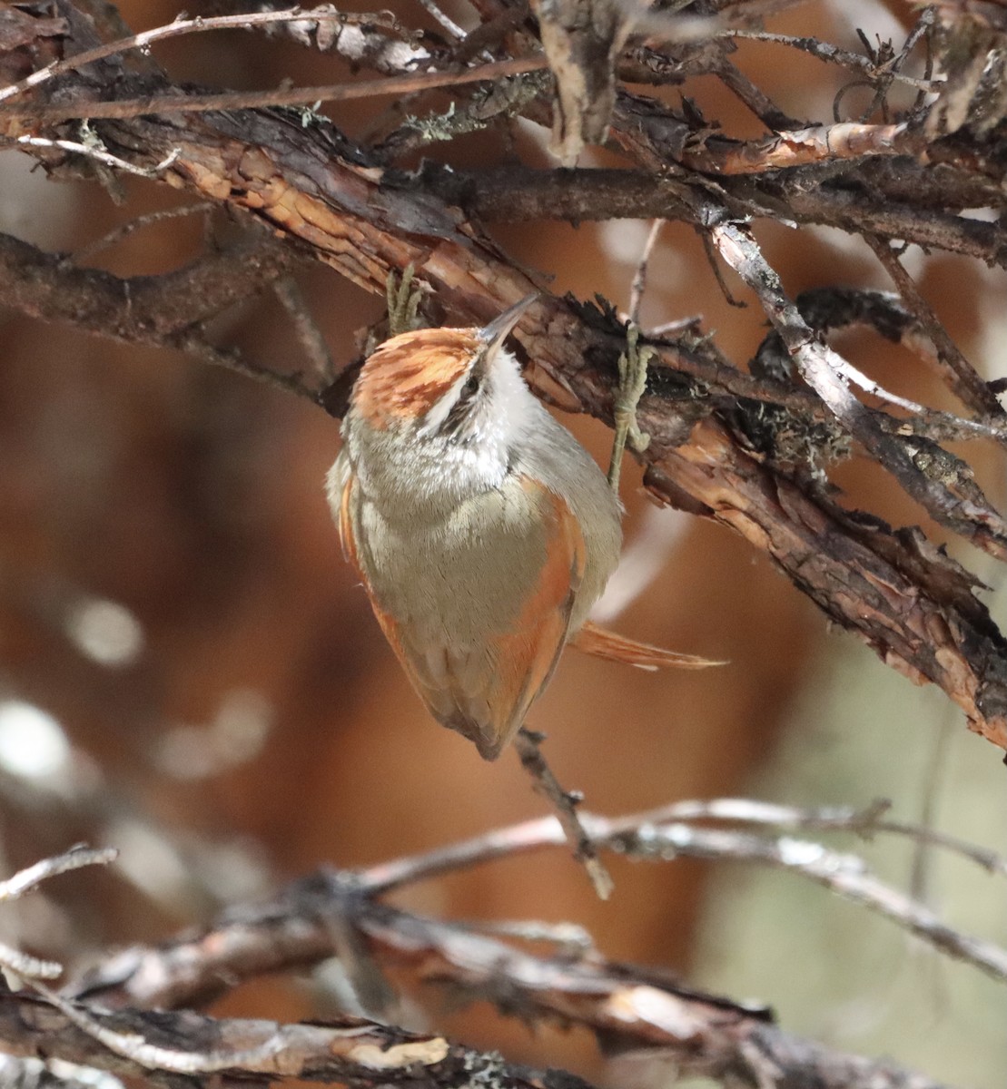 Line-cheeked Spinetail (Baron's) - ML372376851