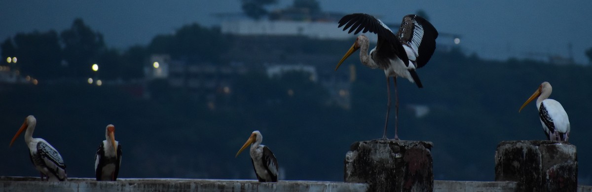 Painted Stork - Lakshit Agrawal