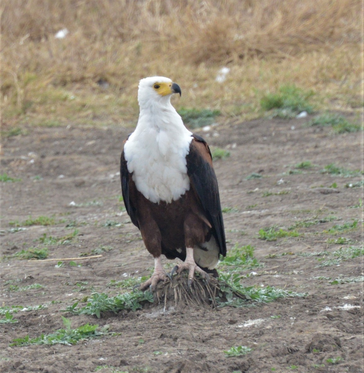 African Fish-Eagle - ML372401361