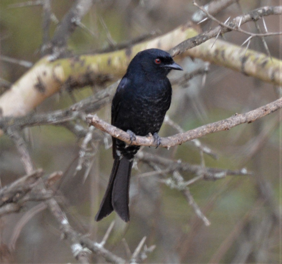 Fork-tailed Drongo - ML372401841