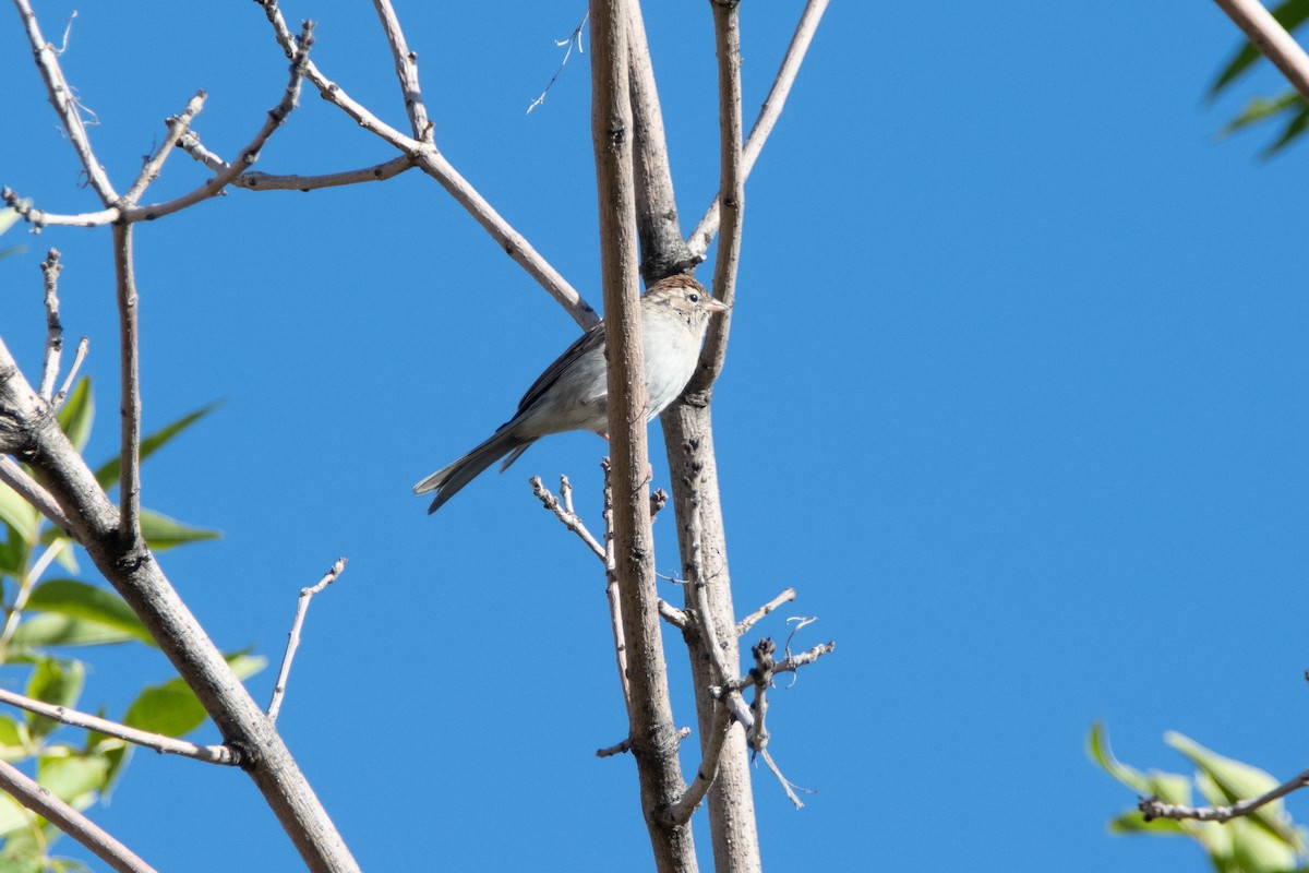 Chipping Sparrow - ML372416891