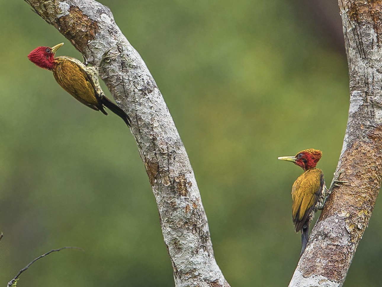 brown bird with red head: Identification, Behavior, and Conservation Red-Headed Flameback