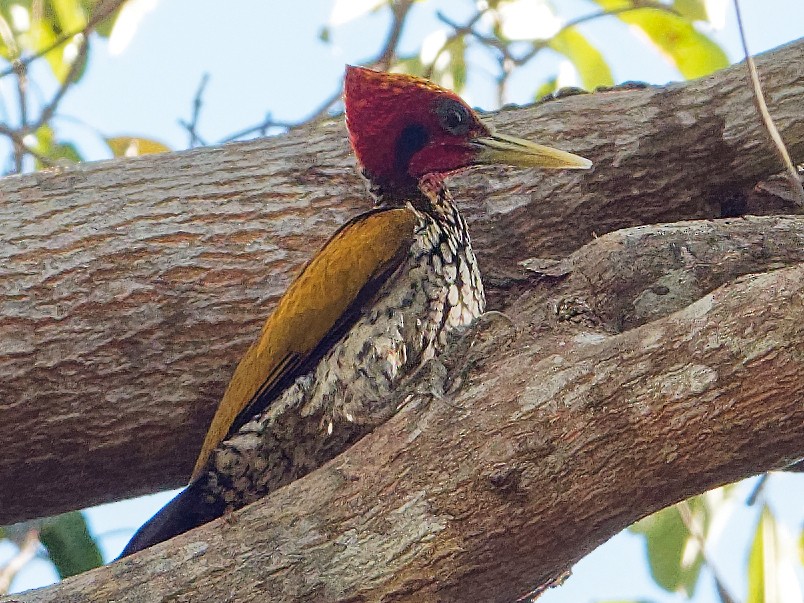 Red-headed Flameback - Vincent Wang