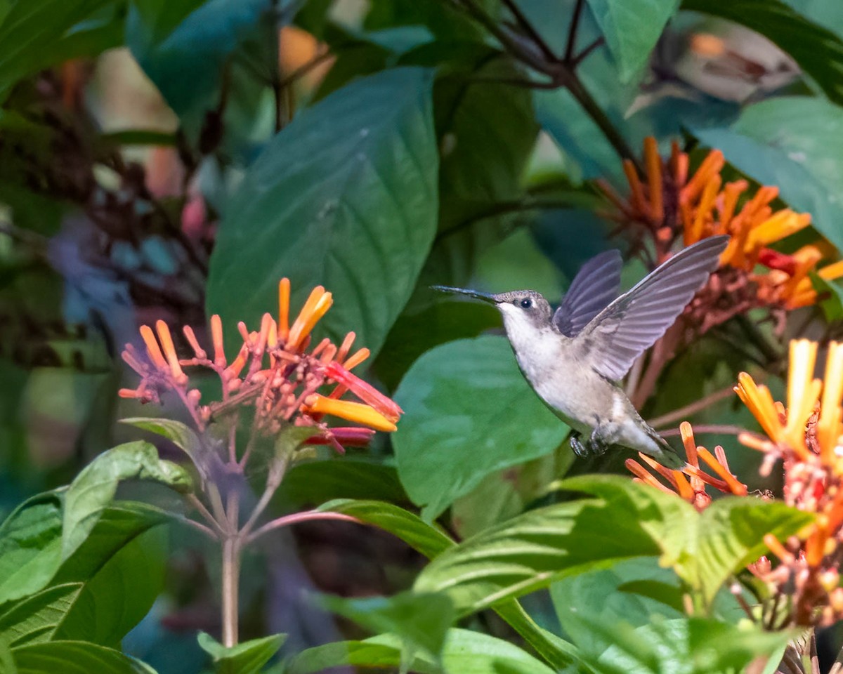 Ruby-throated Hummingbird - Pam Koepf