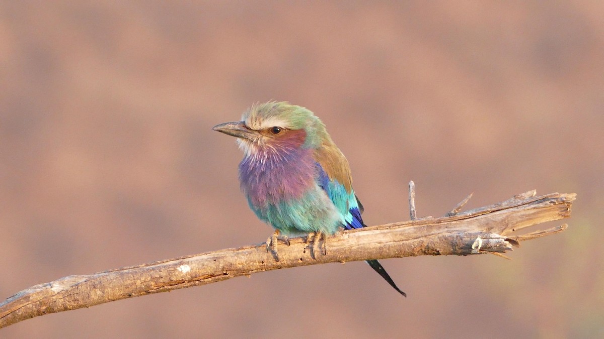 Lilac-breasted Roller - ML37241901