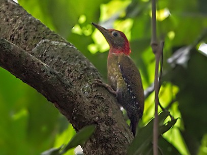 Red-collared Woodpecker - Lars Petersson