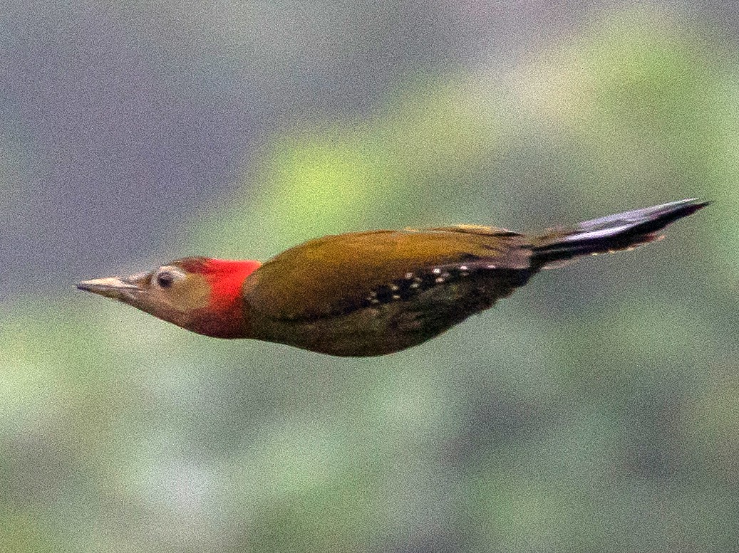Red-collared Woodpecker - Doug Gochfeld