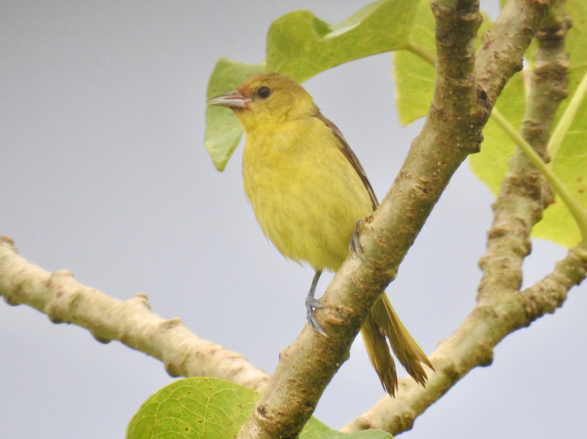 Orchard Oriole - ML372422121