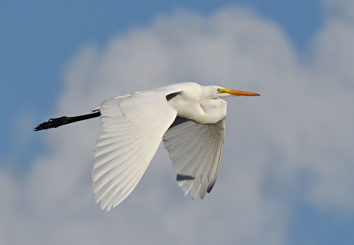 Great Egret - Denny Swaby