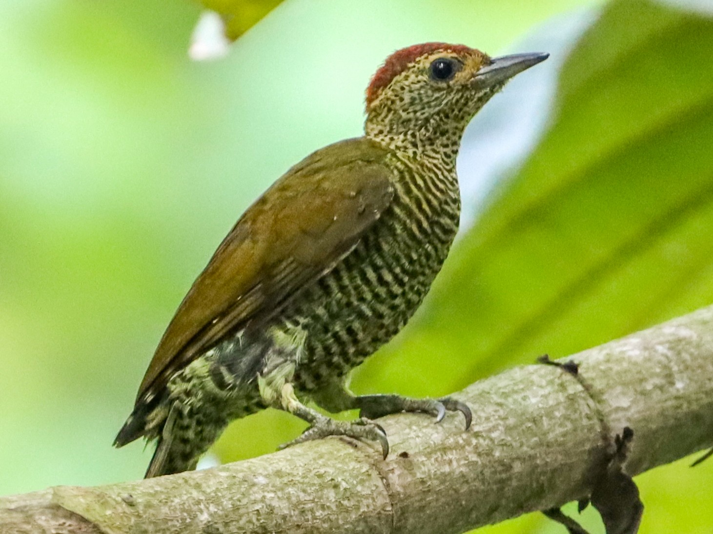 Little Green Woodpecker - Marc Languy