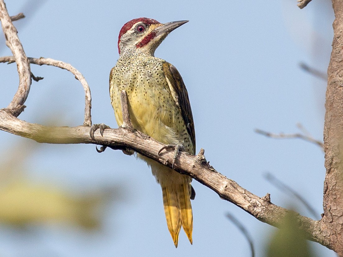 Fine-spotted Woodpecker - Chris Wood