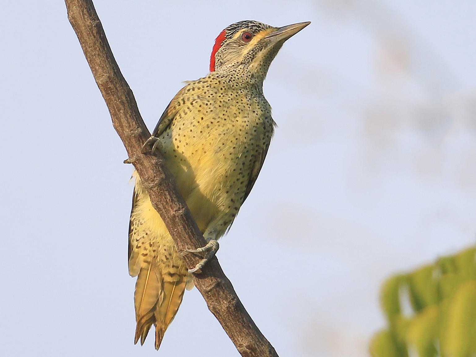 Fine-spotted Woodpecker - Fanis Theofanopoulos (ASalafa Deri)