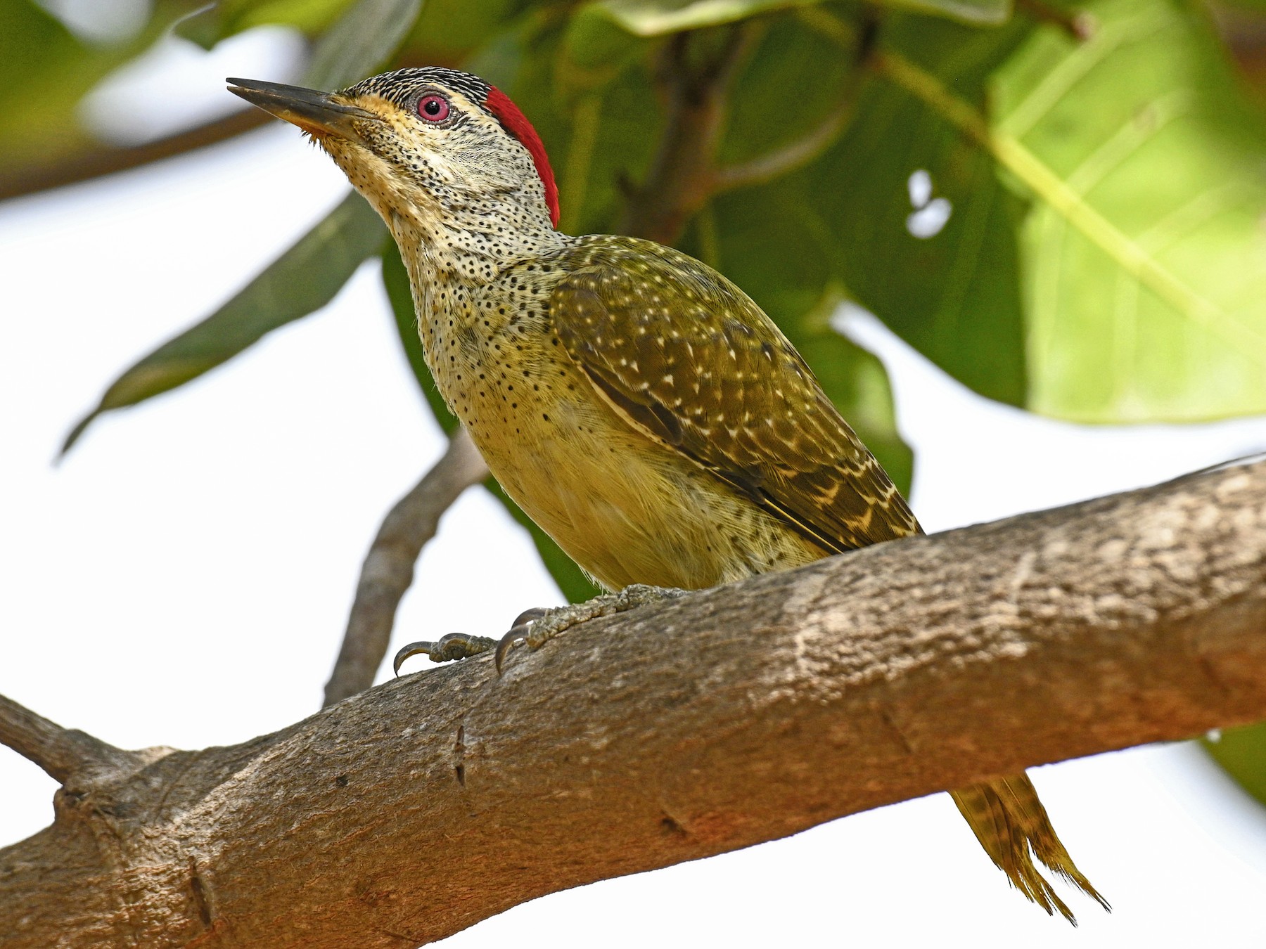 Fine-spotted Woodpecker - Jeremy Goodwin