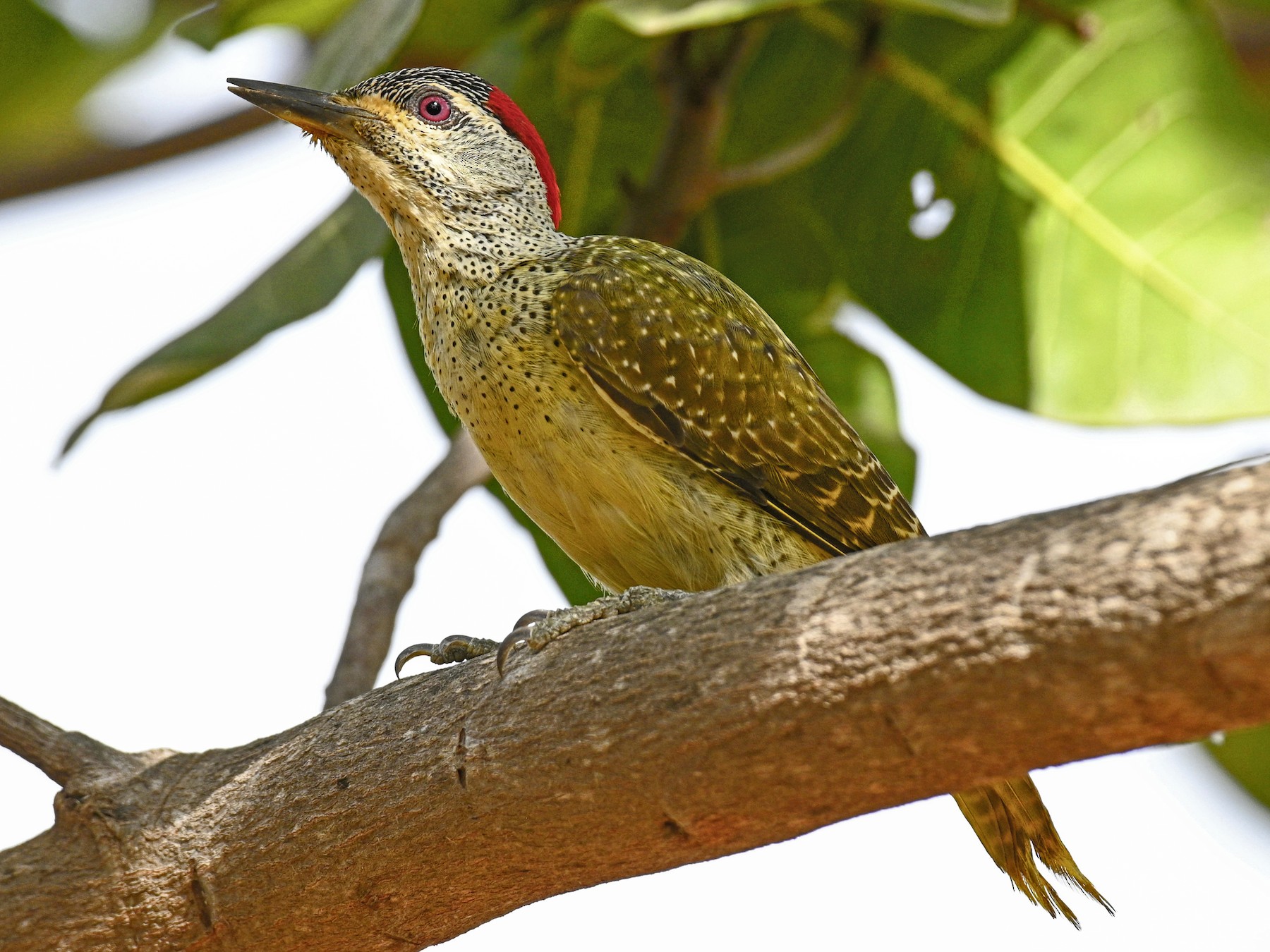 Pito salpicado - eBird