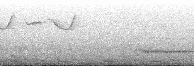 Diadembartvogel - ML37243