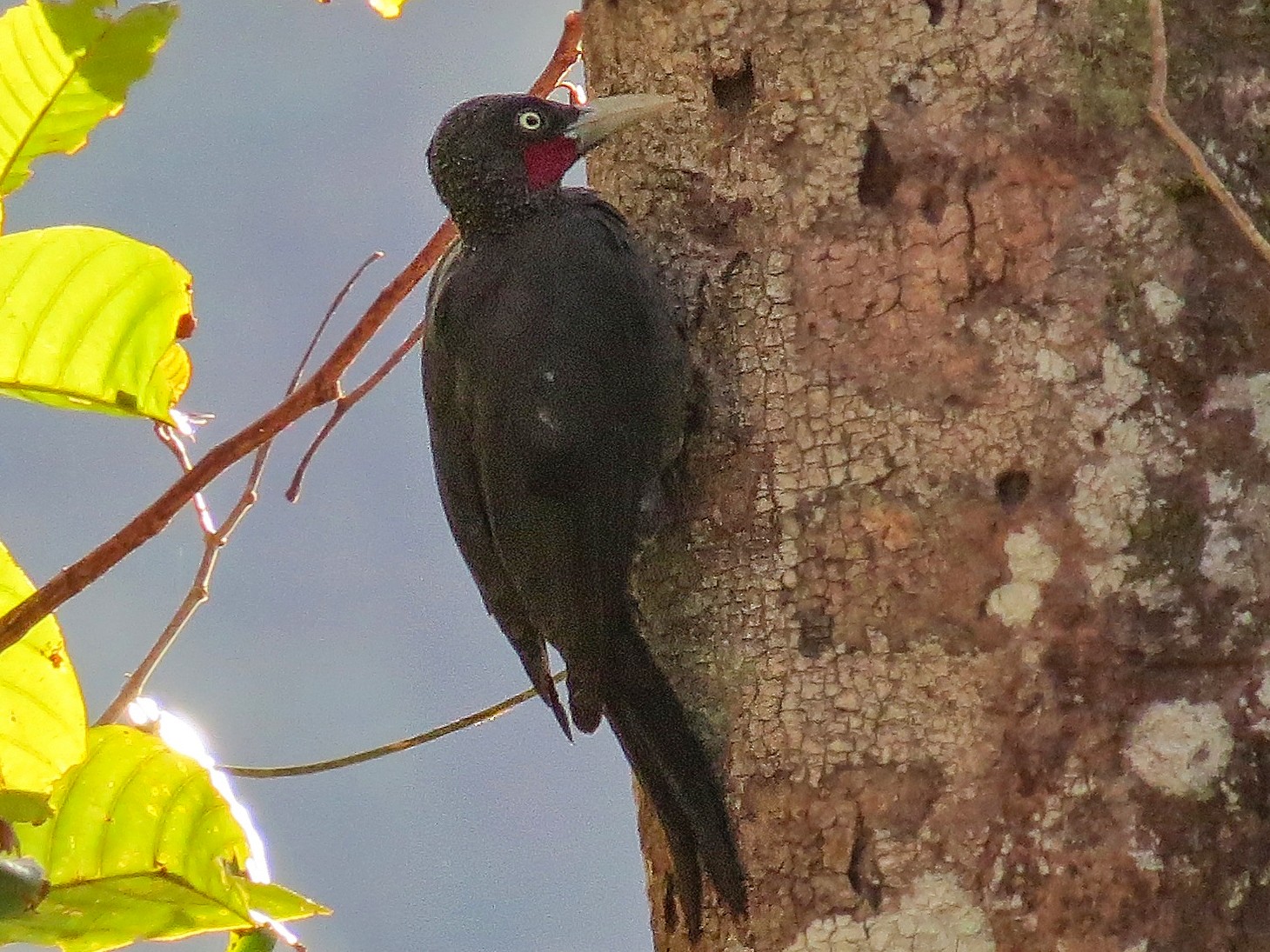 Southern Sooty-Woodpecker - André Weiss