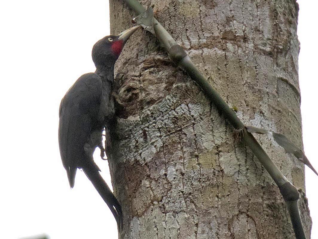 Southern Sooty-Woodpecker - daniel lopez velasco