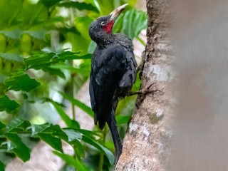  - Southern Sooty-Woodpecker