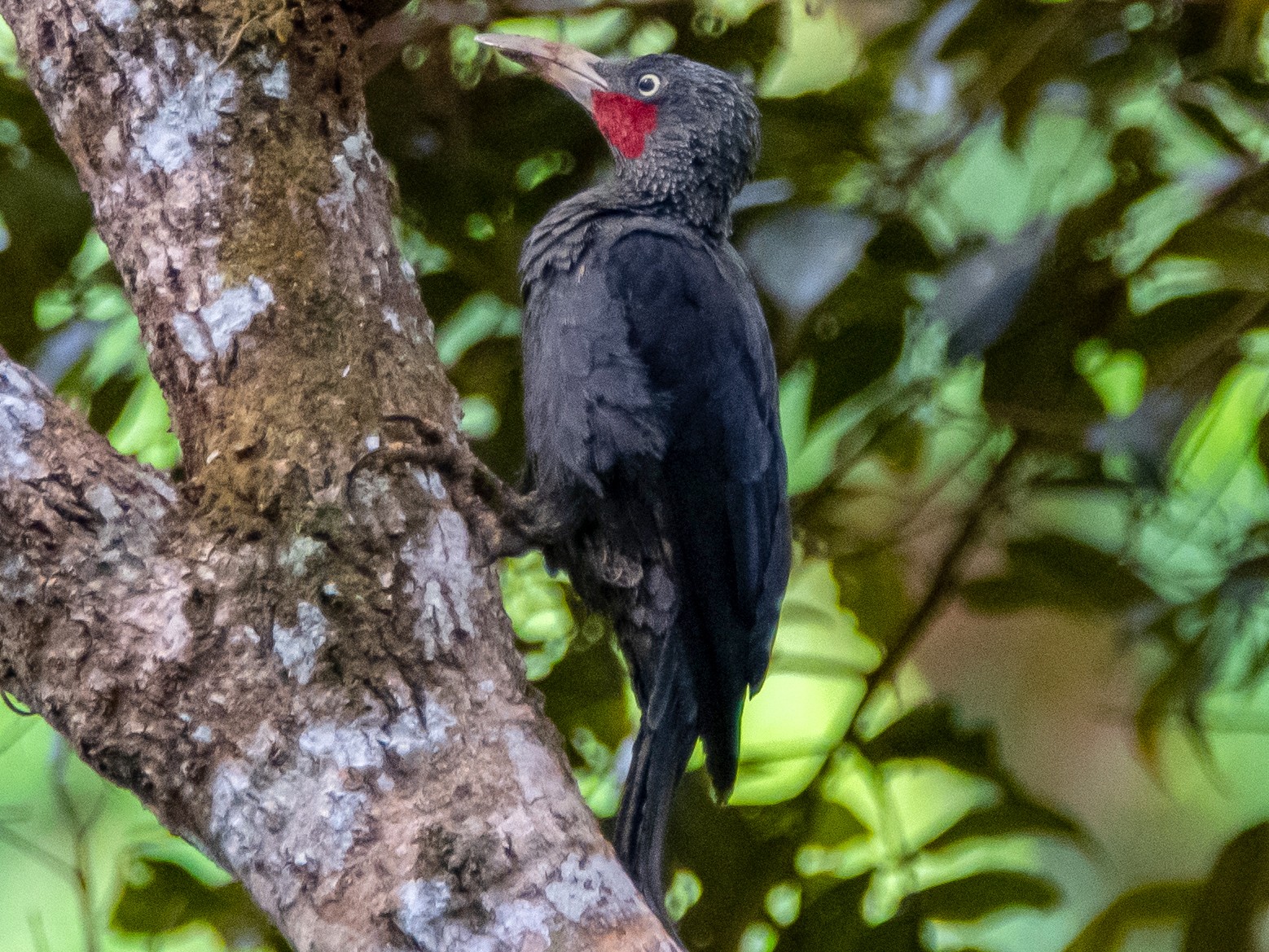 Southern Sooty-Woodpecker - Kevin Pearce