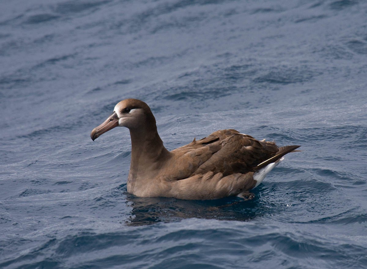 Black-footed Albatross - ML37243321