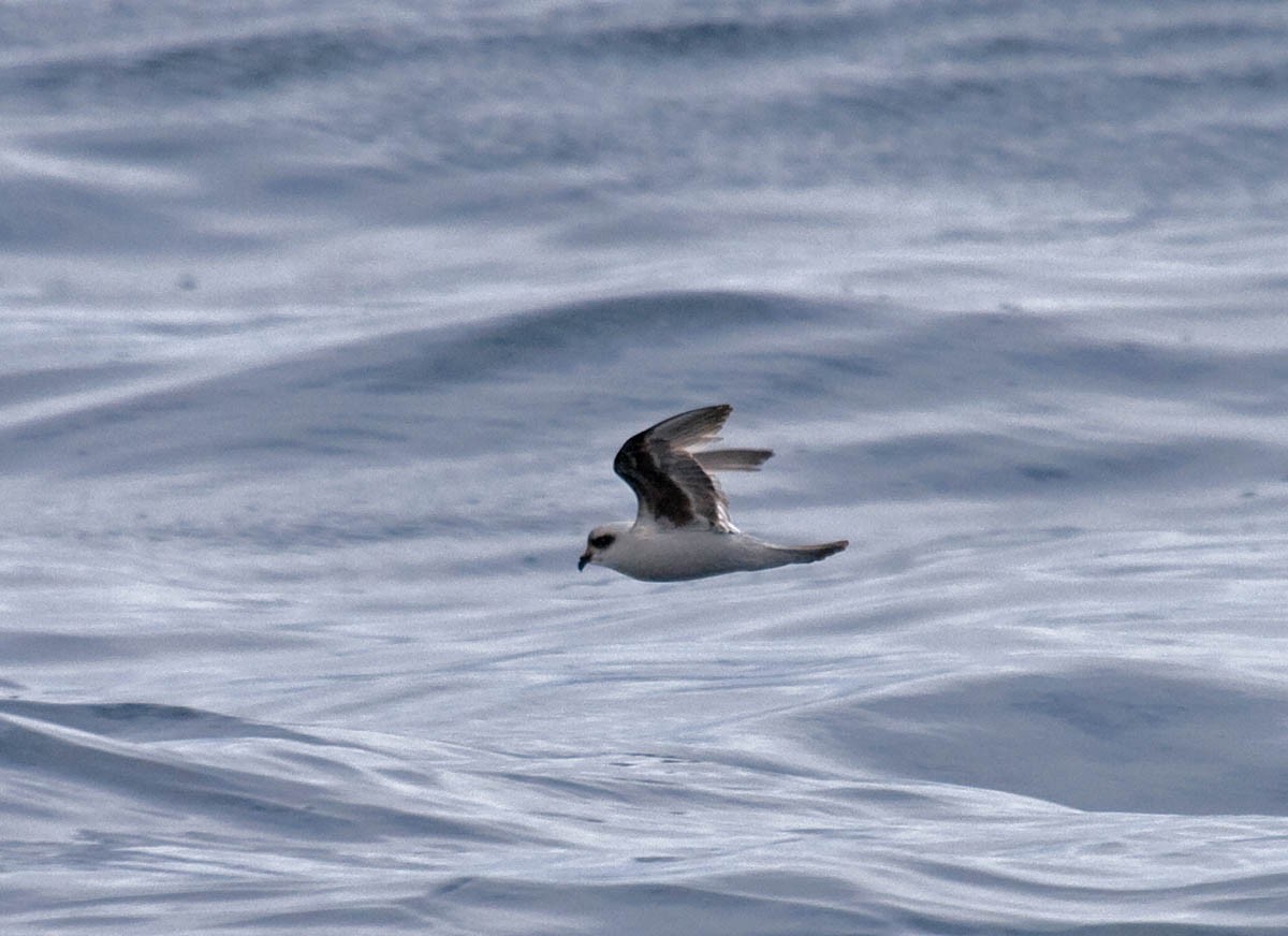 Fork-tailed Storm-Petrel - ML37243411