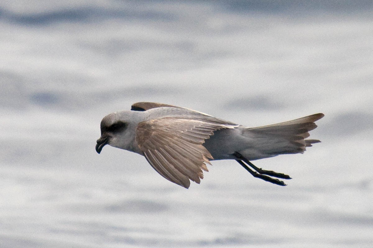Fork-tailed Storm-Petrel - ML37243431