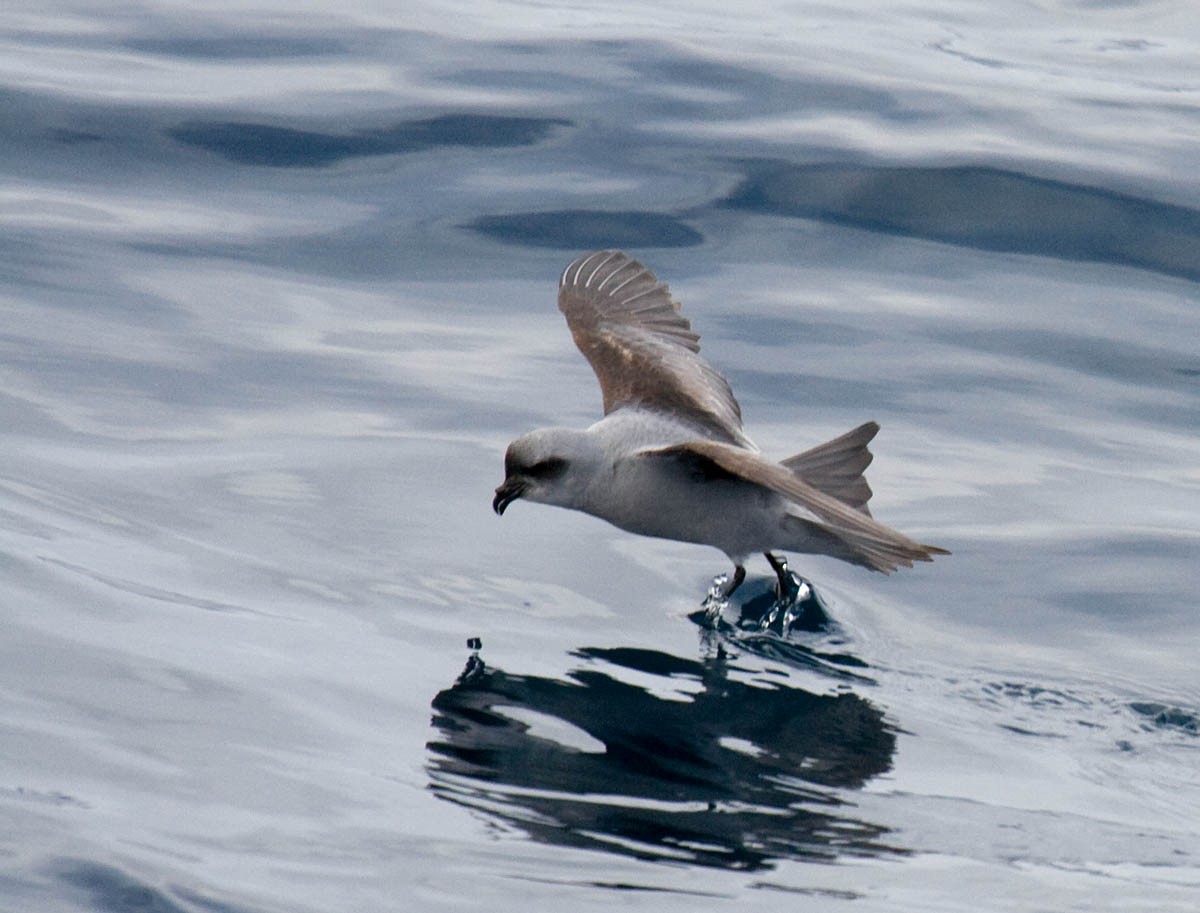 Fork-tailed Storm-Petrel - ML37243441