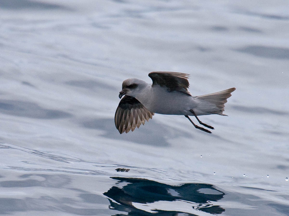 Fork-tailed Storm-Petrel - ML37243451