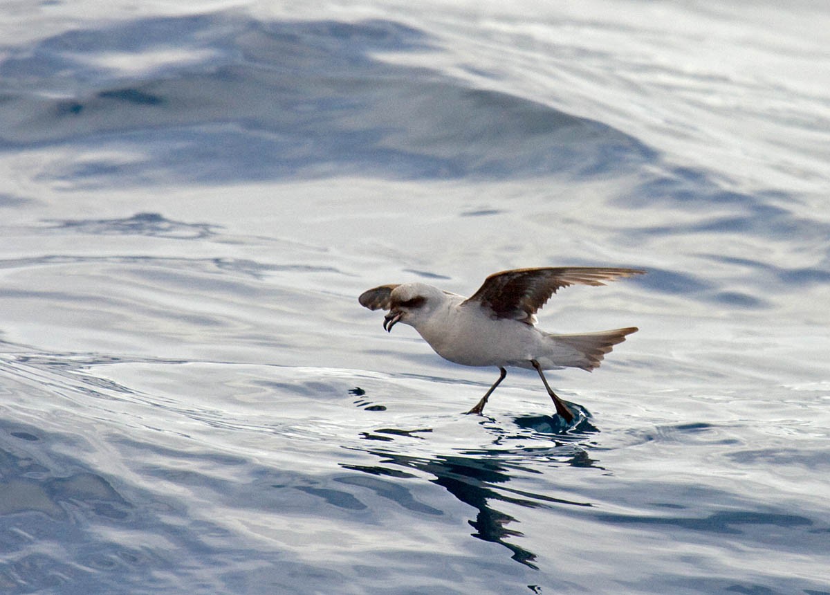 Fork-tailed Storm-Petrel - ML37243461