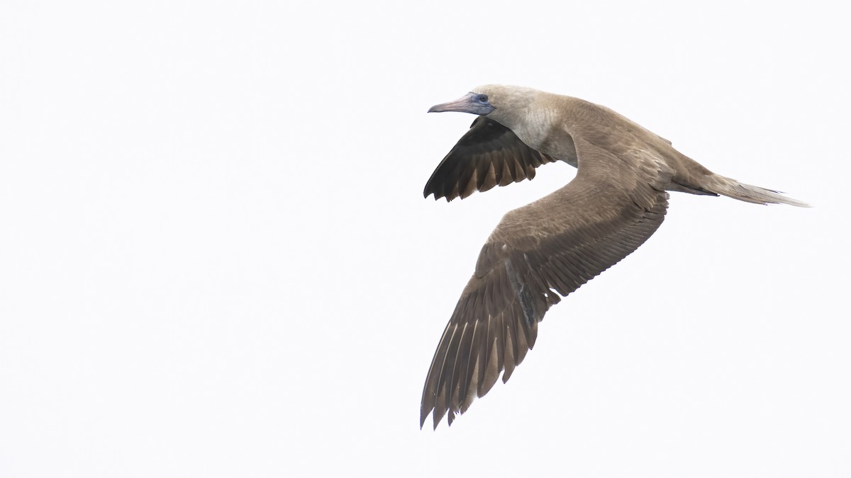 Red-footed Booby - ML372437831