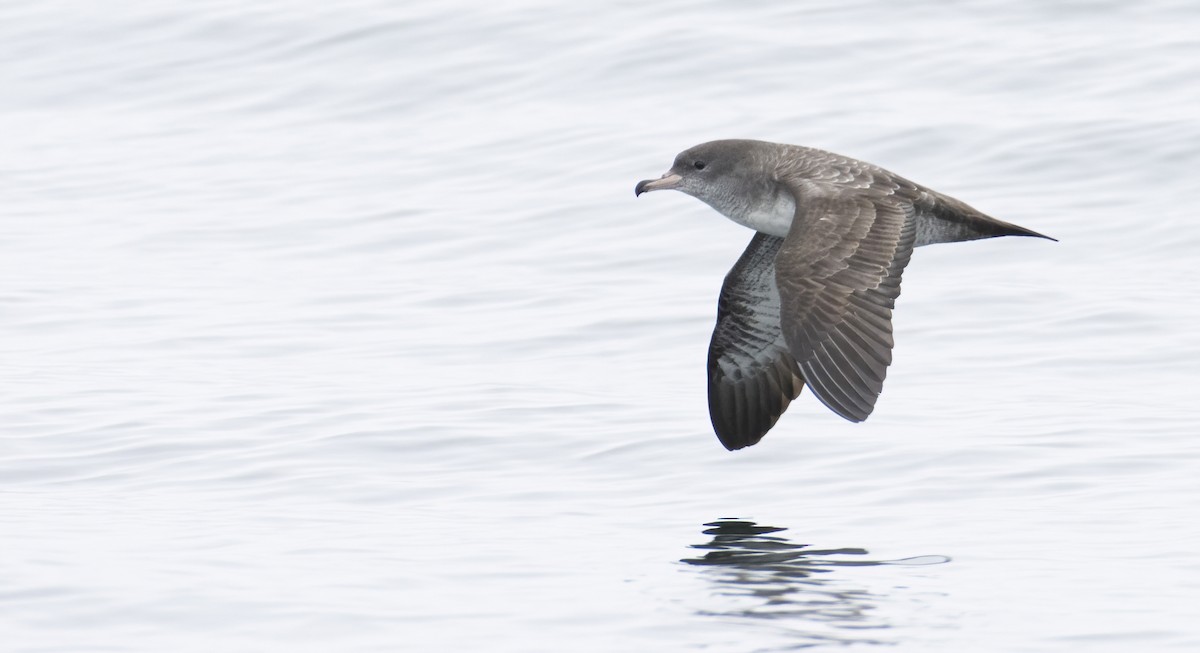 Pink-footed Shearwater - ML372438021