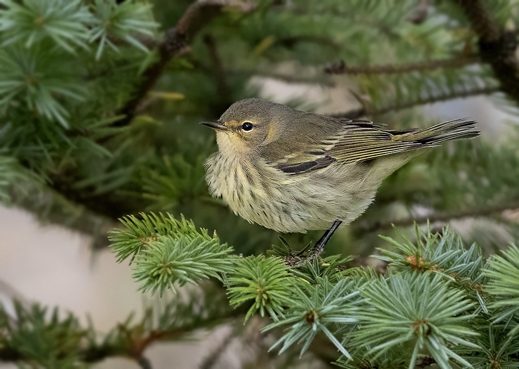 Cape May Warbler - ML372443871