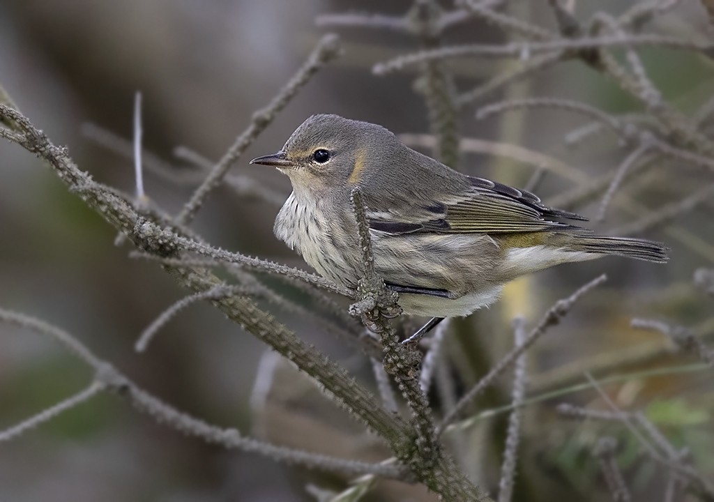 Cape May Warbler - ML372443891