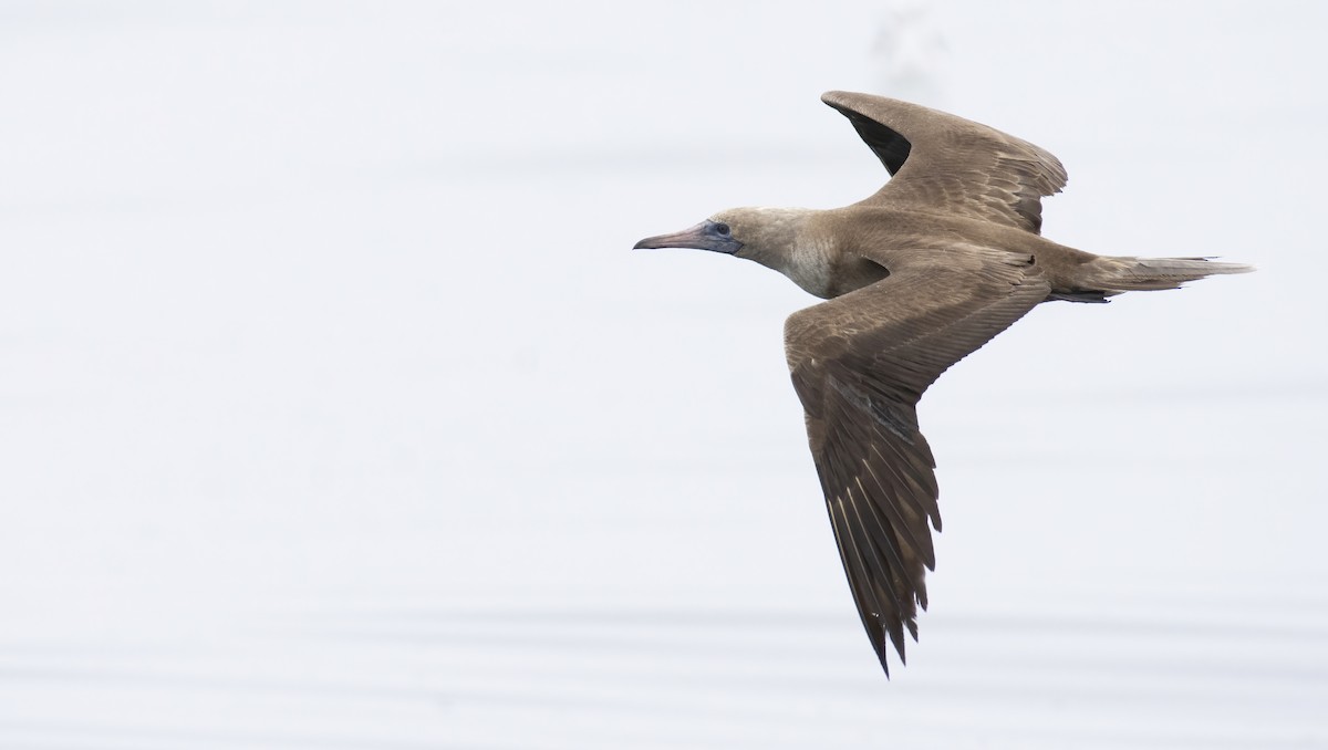 Red-footed Booby - ML372444411