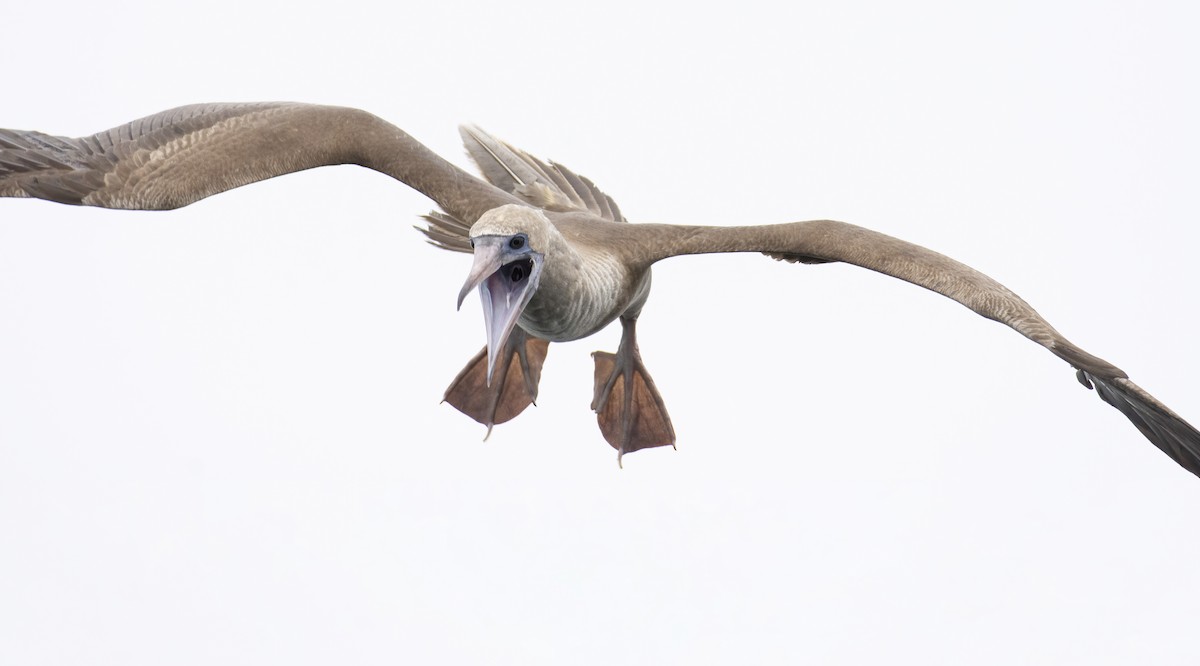 Red-footed Booby - ML372444551