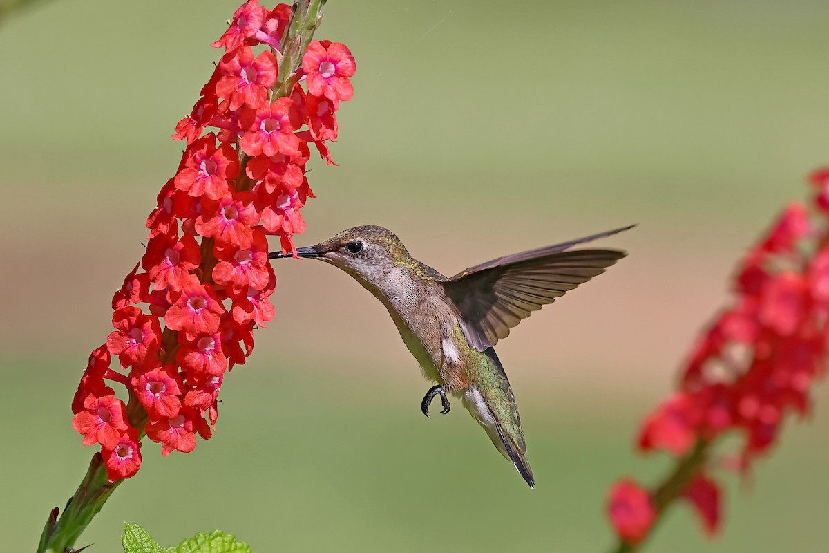 Ruby-throated Hummingbird - ML372444741