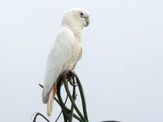 - Philippine Cockatoo