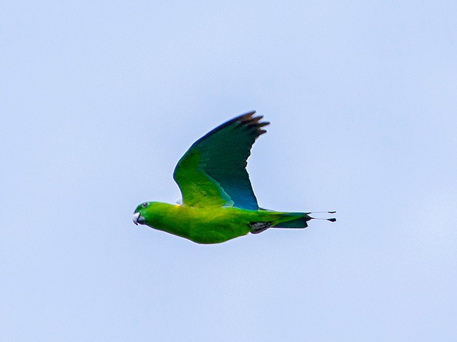 Golden-mantled Racquet-tail - eBird