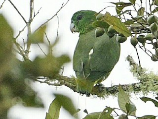 Mindanao Racquet-tail - eBird