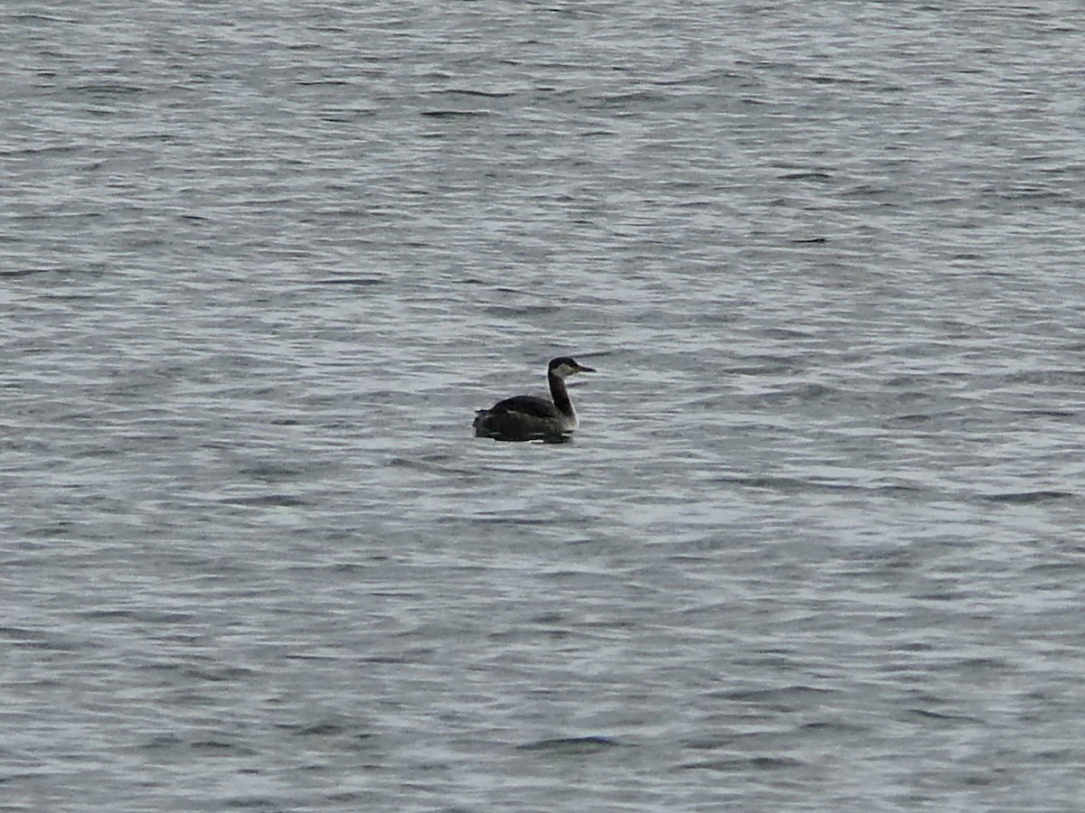 Red-necked Grebe - ML372449351