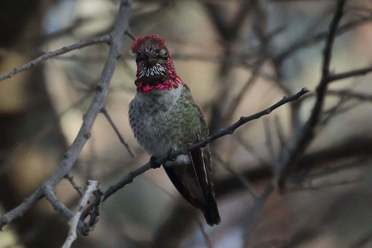 Anna's Hummingbird - ML372449361