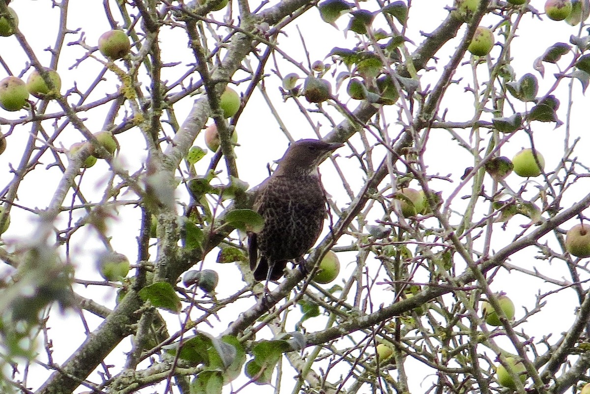 Ring Ouzel (Northern) - ML37245071