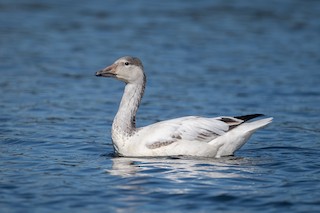 Snow Goose, ML372450981