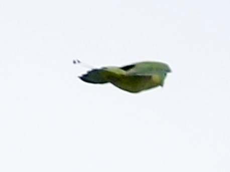 Montane Racket-tail - eBird