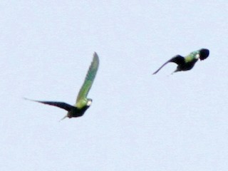 Montane Racket-tail - eBird