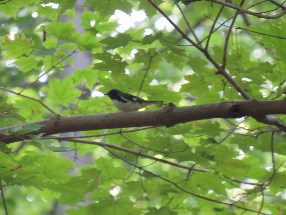Black-throated Blue Warbler - ML372457841