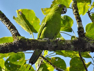  - Mindoro Racquet-tail