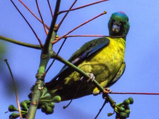  - Blue-winged Racquet-tail