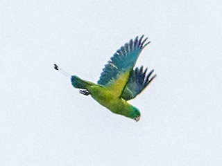 Adult (Blue-capped) - Vincent Wang - ML372466431