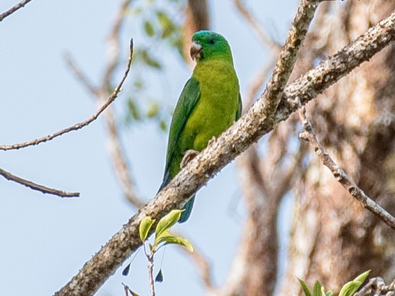 Blue-crowned Racquet-tail - Shailesh Pinto